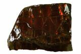 Iridescent Ammolite (Fossil Ammonite Shell) - Alberta, Canada #156783-1